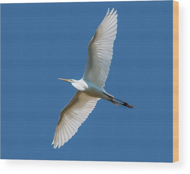 Great Egret Overhead Wood Print featuring the photograph Great Egret Overhead by Todd Henson