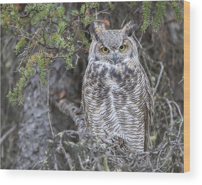 Sam Amato Photography Wood Print featuring the photograph Great Horned Owl Denali Park by Sam Amato