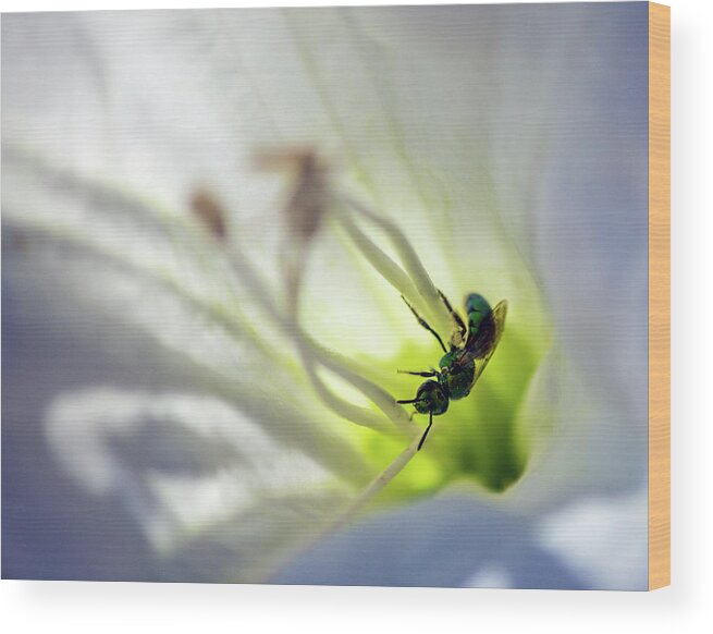 Bee Wood Print featuring the photograph Green Bee Datura Daydream by Jonathan Thompson