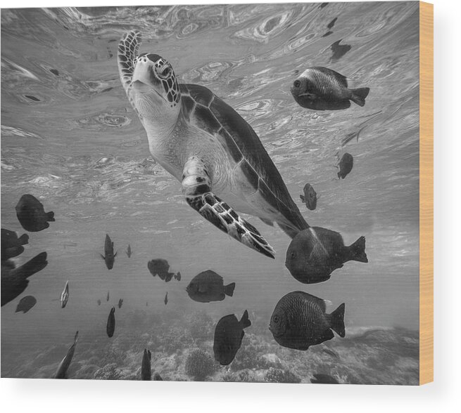 Disk1215 Wood Print featuring the photograph Green Sea Turtle Surfacing by Tim Fitzharris
