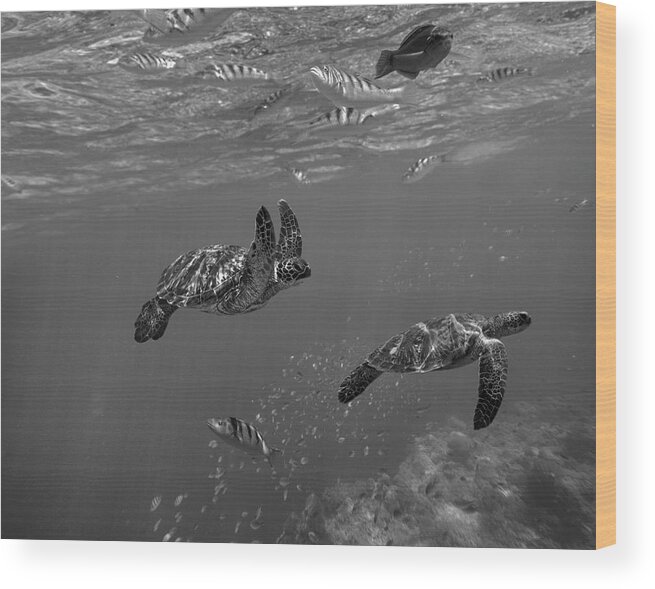 Disk1215 Wood Print featuring the photograph Green Sea Turtles Philippines by Tim Fitzharris