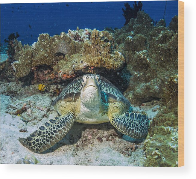 Underwater Wood Print featuring the photograph Green Turtle by Roberto Marchegiani