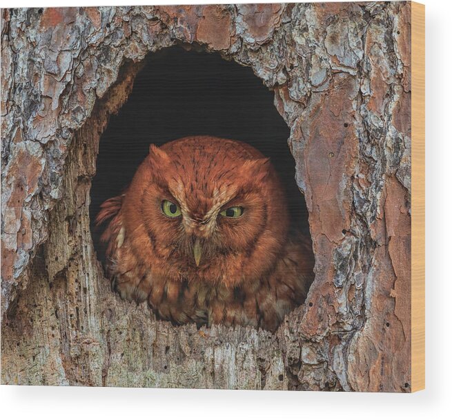 Easternscreechowl Wood Print featuring the photograph Grouchy Screech by Justin Battles