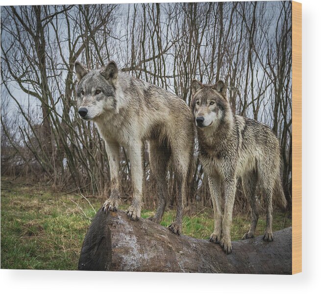 Wolves Wolf Wood Print featuring the photograph Hangin on the Log by Laura Hedien