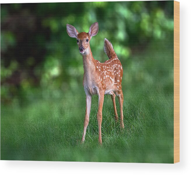 Deer Wood Print featuring the photograph Hello! by Jian Xu