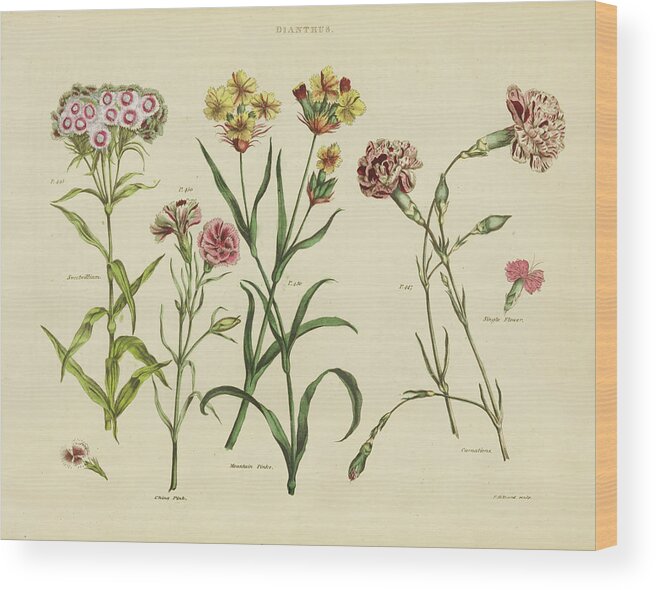 Botanical Wood Print featuring the painting Herbal Botanical Viii by Wild Apple Portfolio