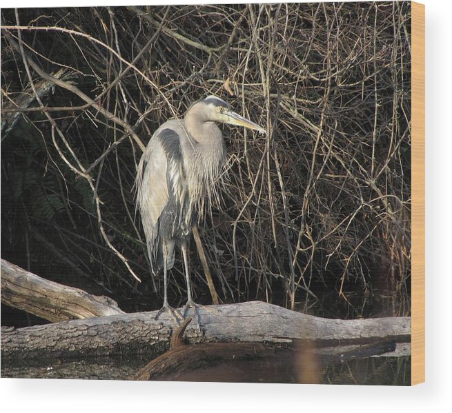 Adult Wood Print featuring the photograph Heron 4 by Ann Bridges