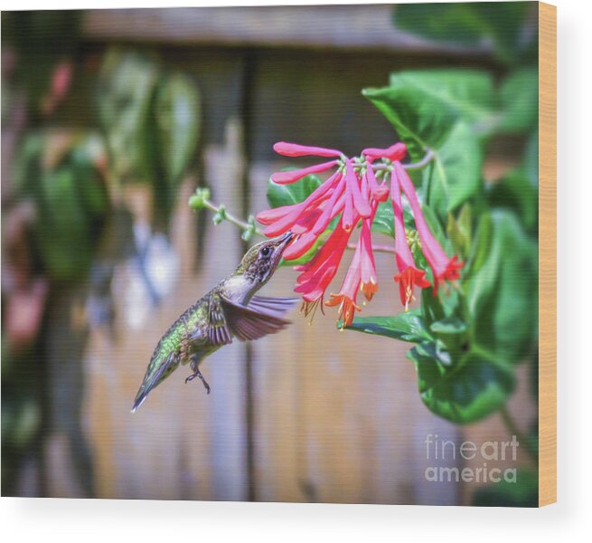 Hummingbird Wood Print featuring the photograph Hummingbird Amazingness by Kerri Farley