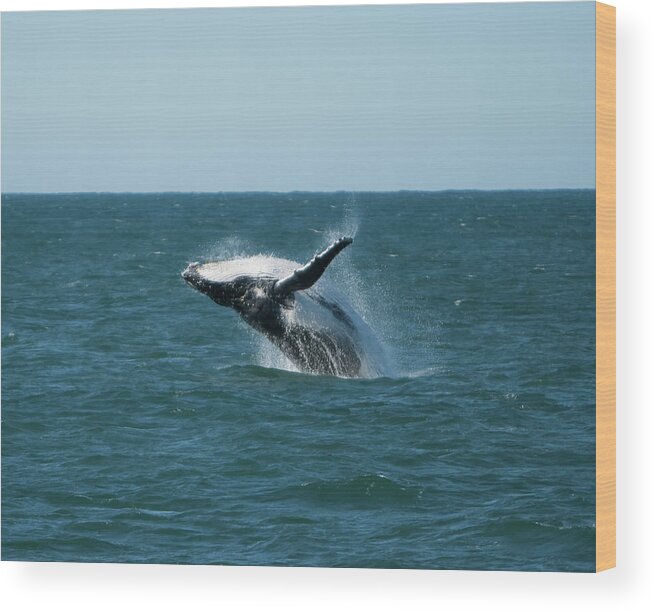Animal Themes Wood Print featuring the photograph Humpback Whale Breaching by Peter K Leung