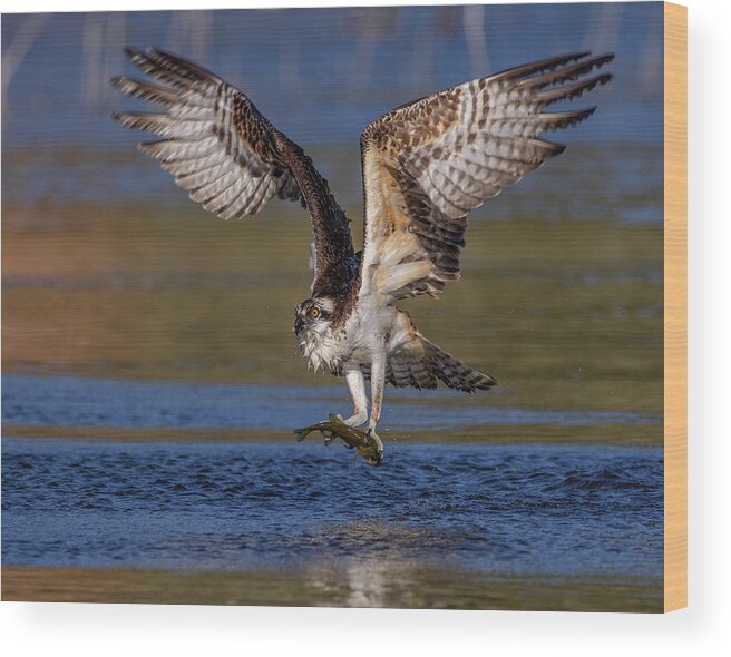 Osprey Wood Print featuring the photograph Hunting Osprey by Beth Sargent