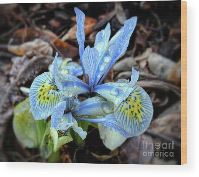 Iris Wood Print featuring the photograph Iris With Droplets by Kerri Farley