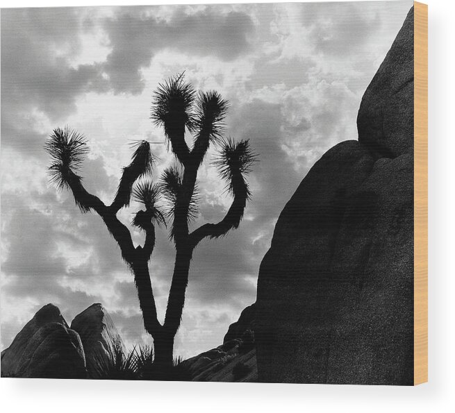 Scenics Wood Print featuring the photograph Joshua Tree by Monte Nagler