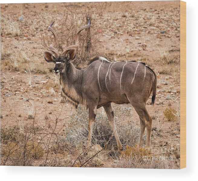 Kudu Wood Print featuring the photograph Kudu in the Kalahari desert, Namibia by Lyl Dil Creations