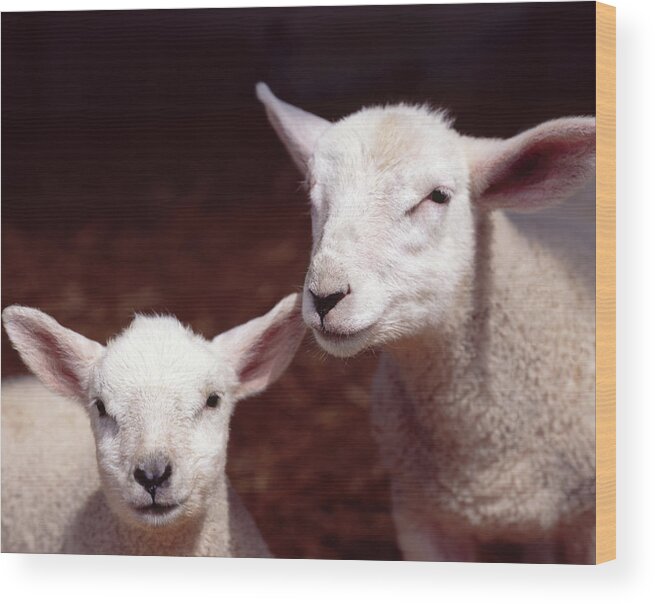 Care Wood Print featuring the photograph Lambs by Adrian Burke