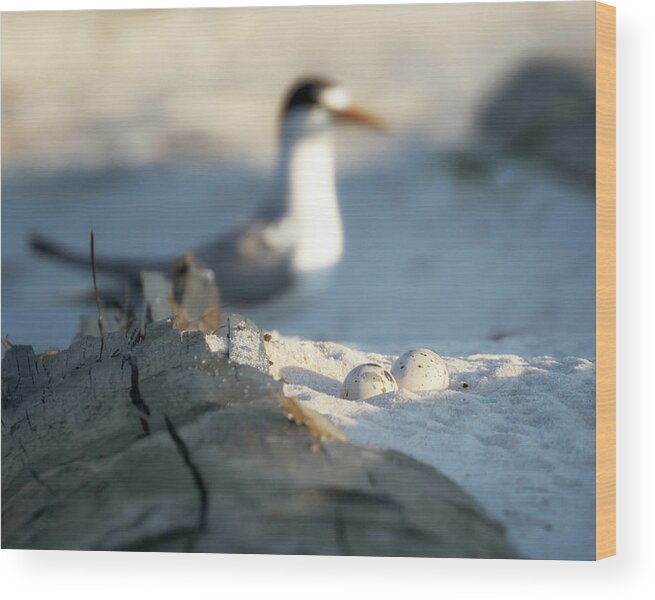 Least Tern Wood Print featuring the photograph Least Tern Eggs by Susan Rissi Tregoning