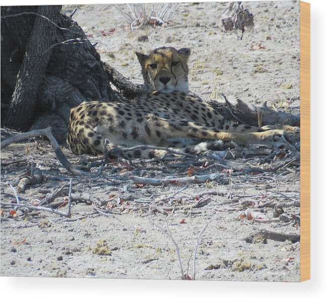 Cheetah Wood Print featuring the photograph Cheetah in the shade by Eric Pengelly