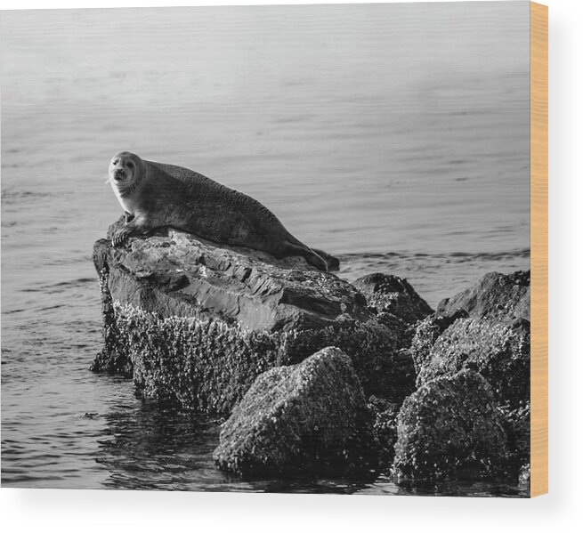 Harbor Seal Wood Print featuring the photograph Lifting Fog by Cathy Kovarik