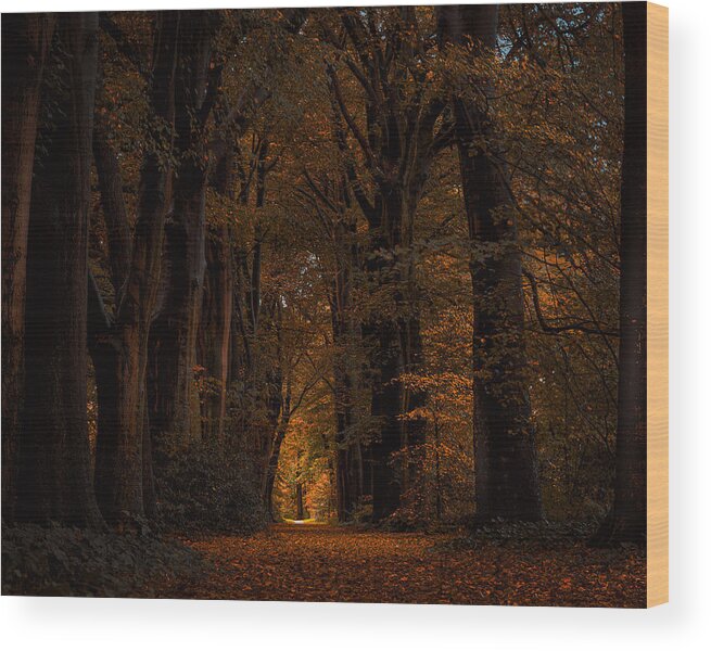 Nature Wood Print featuring the photograph Light At The End Of A Lane In A Dark Autumn Forest by Gert J Ter Horst
