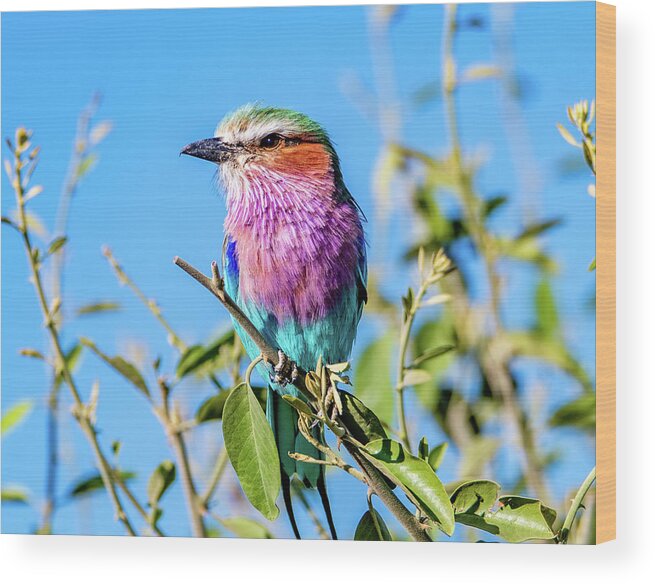 Bird Wood Print featuring the photograph Lilac Breasted Roller by Marcy Wielfaert
