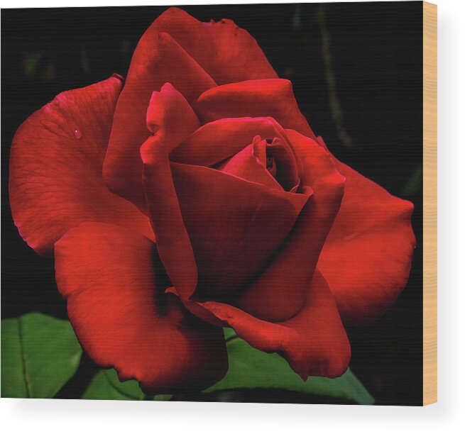 Flower Wood Print featuring the digital art Magnificent Red Long Stem Rose by Ed Stines