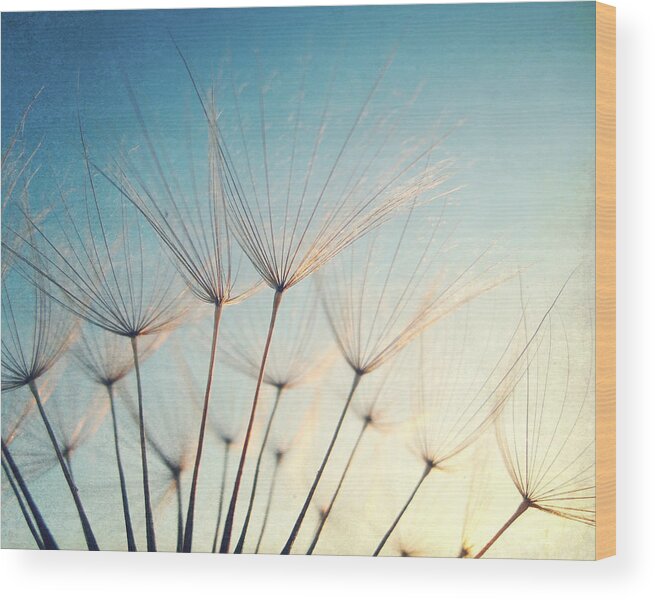 Dandelion Wood Print featuring the photograph Make a Wish by Lupen Grainne