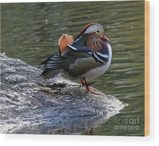 Mandarin Duck Wood Print featuring the photograph Mandarin Duck 1 by Patricia Youngquist