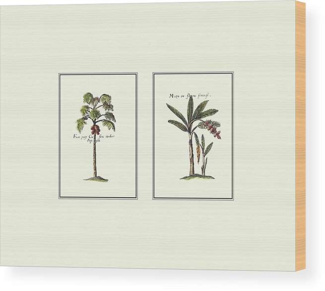 Botanical & Floral Wood Print featuring the painting Miniature Palm I by Vision Studio