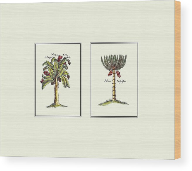 Botanical & Floral Wood Print featuring the painting Miniature Palm IIi by Vision Studio