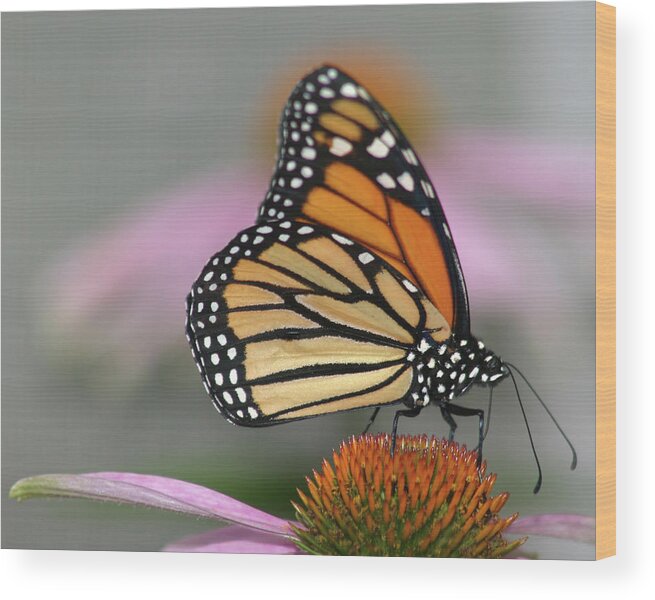 Natural Pattern Wood Print featuring the photograph Monarch Butterfly by Wind Home Photography