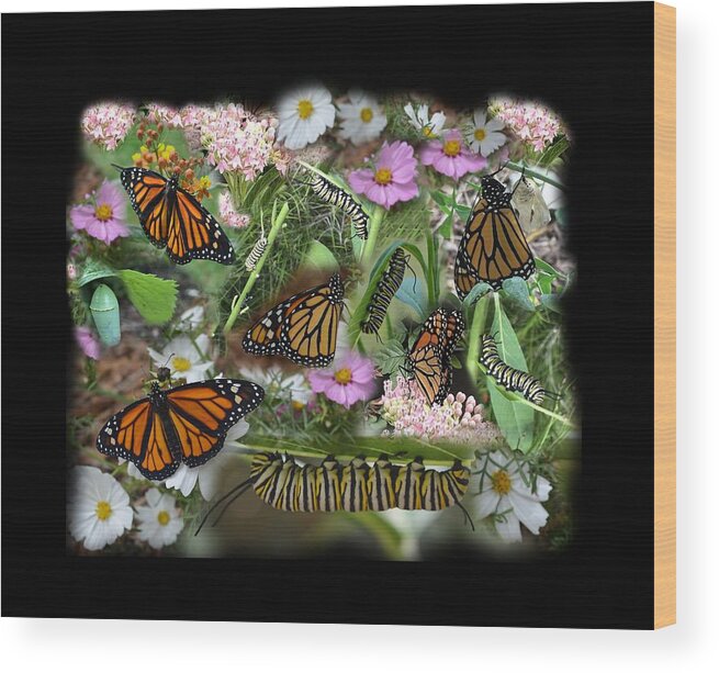 Monarch Wood Print featuring the photograph Monarch Collage by Aimee L Maher ALM GALLERY
