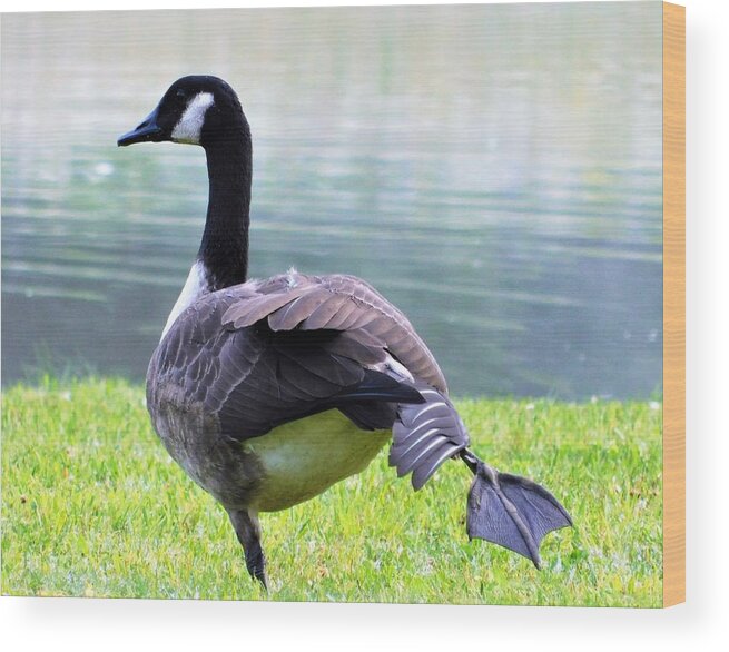 - Morning Yoga - Canada Goose Wood Print featuring the photograph - Morning Yoga - Canada Goose by THERESA Nye