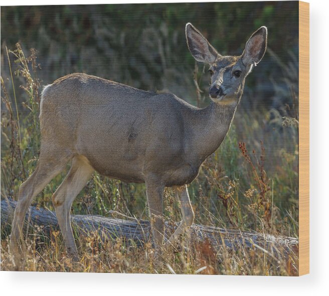 Mule Deer Ynp Wood Print featuring the photograph Mule Deer Ynp by Galloimages Online