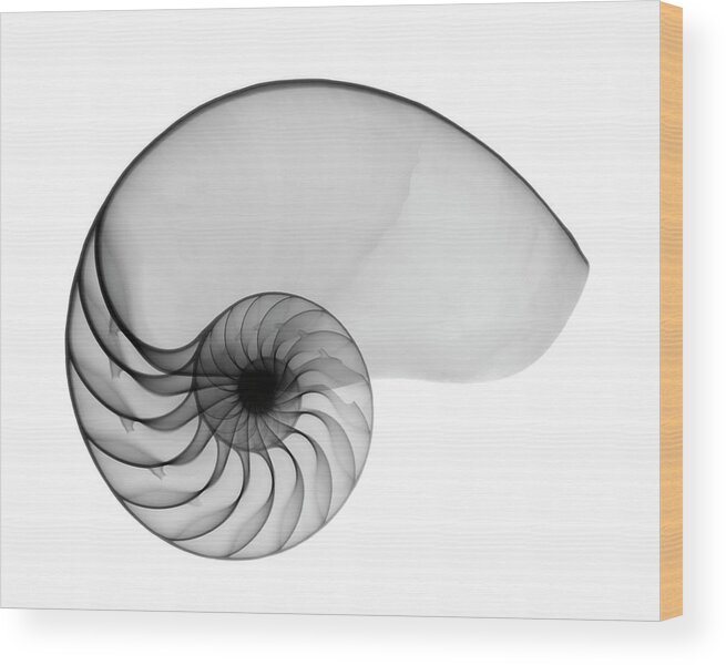 X-ray Of Nautilus Shell Wood Print featuring the photograph Nautilus Shell Lite X-ray by Bert Myers