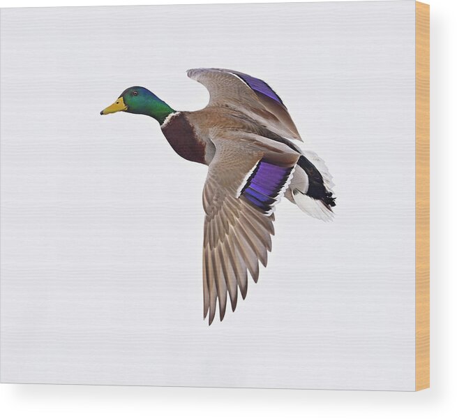 Mallard Wood Print featuring the photograph Need a Lift by Tony Beck
