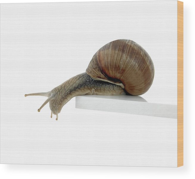 Risk Wood Print featuring the photograph Normalsnail by Sunny