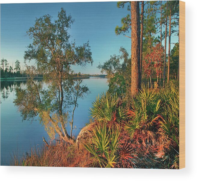 00546371 Wood Print featuring the photograph Ochlockonee River State Park, Florida by Tim Fitzharris