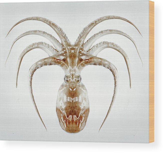 White Background Wood Print featuring the photograph Octopus by Holloway