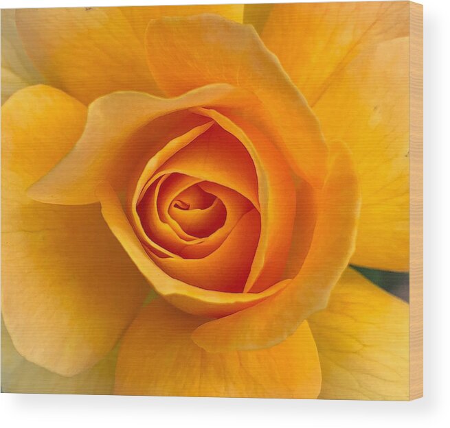 Flower Wood Print featuring the photograph Orange Rose by Anamar Pictures