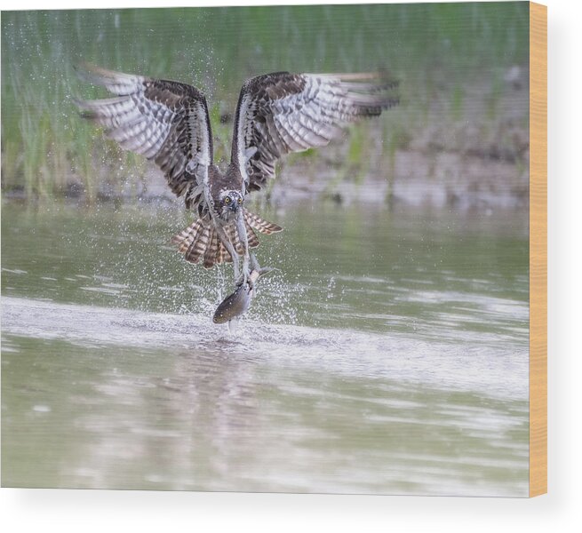 Nature Wood Print featuring the photograph Osprey Catching by Ti Wang