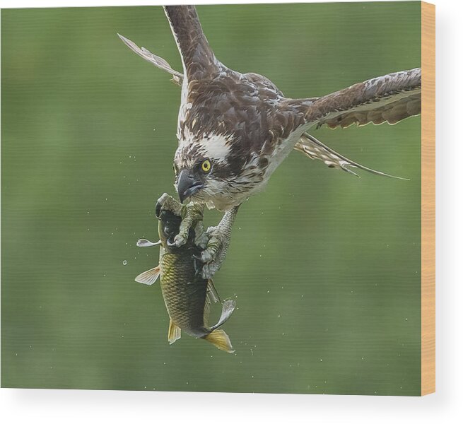 Osprey Wood Print featuring the photograph Osprey With Catch by Donald Luo