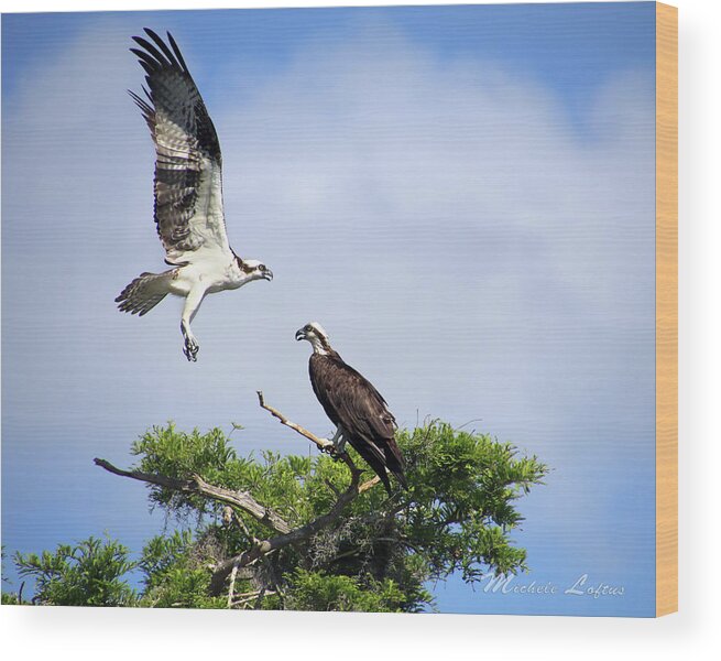 Osprey Wood Print featuring the photograph Ospreys at Blue Cypress Lake by Michele A Loftus