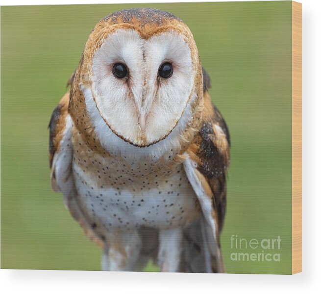 Photography Wood Print featuring the photograph Owl Portrait by Alma Danison