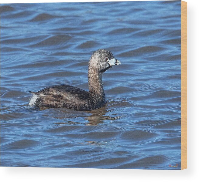 Nature Wood Print featuring the photograph Pied-billed Grebe DWF0195 by Gerry Gantt