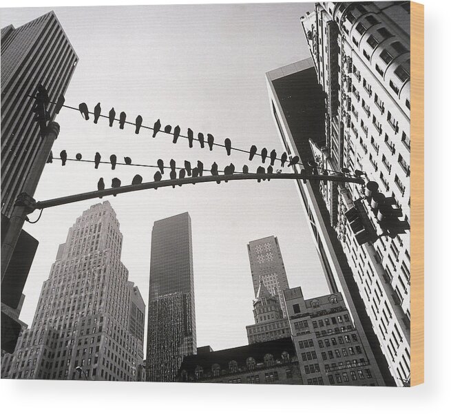 In A Row Wood Print featuring the photograph Pigeons Sitting On Wires by Henri Silberman