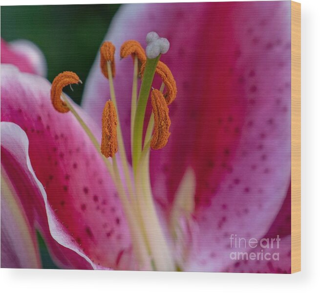 Flower Wood Print featuring the photograph Pink Lily by Susan Rydberg