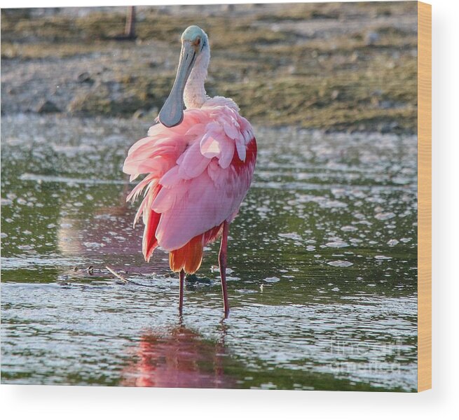 Spoonbill Wood Print featuring the photograph Pink Tutu by Susan Rydberg
