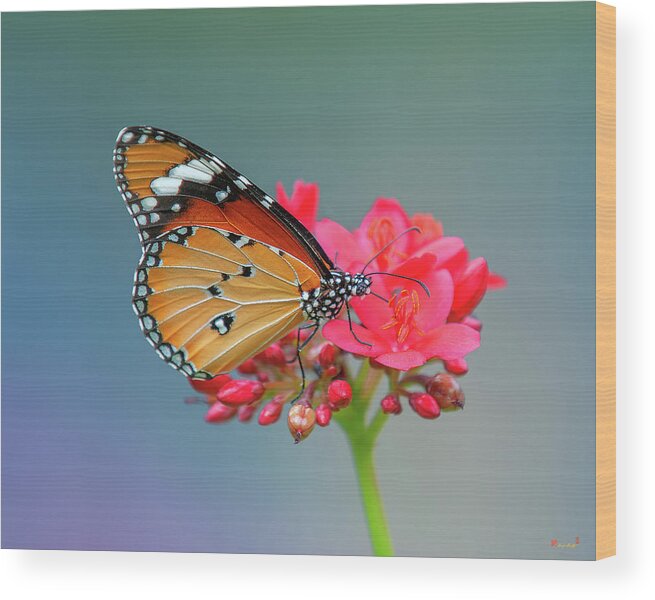 Bangkok Wood Print featuring the photograph Plain Tiger or African Monarch Butterfly DTHN0246 by Gerry Gantt