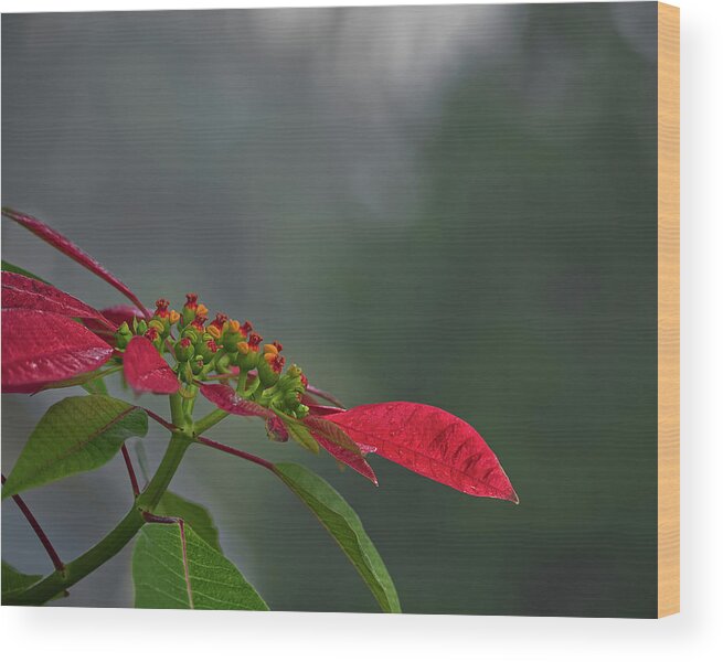 Nature Wood Print featuring the photograph Poinsettia by Richard Rizzo