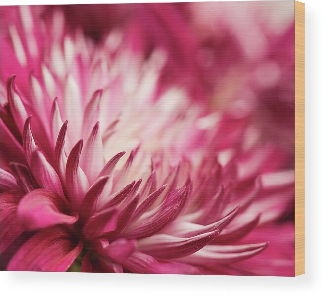 Petal Wood Print featuring the photograph Poised Petals by Jody Trappe Photography