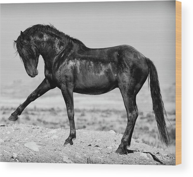Wild Horse Wood Print featuring the photograph Power and Beauty 2 by Mary Hone